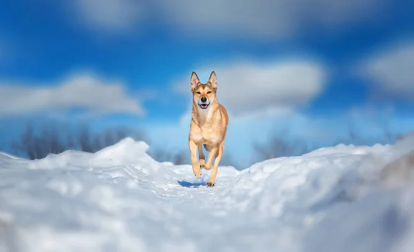 Cão rasteiro que vive na rua. Raquete na neve — Fotografia de Stock