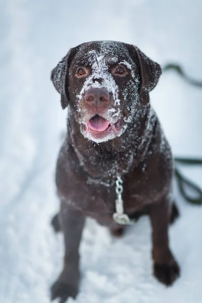 Beautiful chocolate labrador retriever posing outside at winter. Labrador in the snow.