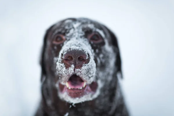 Beautiful chocolate labrador retriever posing outside at winter. Labrador in the snow.