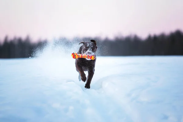 Beautiful chocolate labrador retriever posing outside at winter. Labrador in the snow.