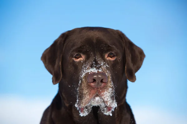Beautiful chocolate labrador retriever posing outside at winter. Labrador in the snow.