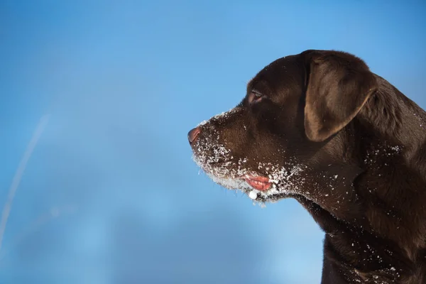 Beautiful chocolate labrador retriever posing outside at winter. Labrador in the snow.