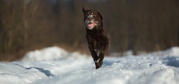 Nádherný čokoládový Labrador extraktor, který se nachází venku v zimě. Labrador ve sněhu. — Stock fotografie