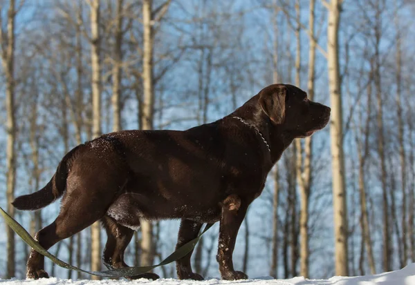 Beautiful chocolate labrador retriever posing outside at winter. Labrador in the snow.