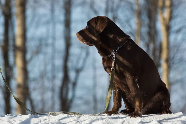 Beautiful chocolate labrador retriever posing outside at winter. Labrador in the snow.