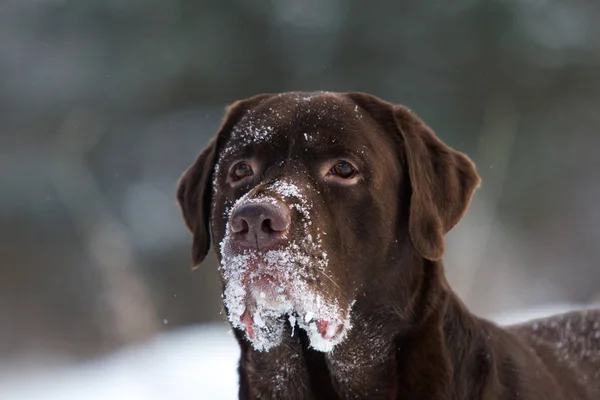 Lindo labrador de chocolate retriever posando fora no inverno. Labrador na neve . — Fotografia de Stock