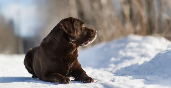 Beautiful chocolate labrador retriever posing outside at winter. Labrador in the snow.