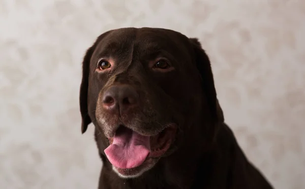 Retrato de um cão sentado em uma cama de cachorro — Fotografia de Stock