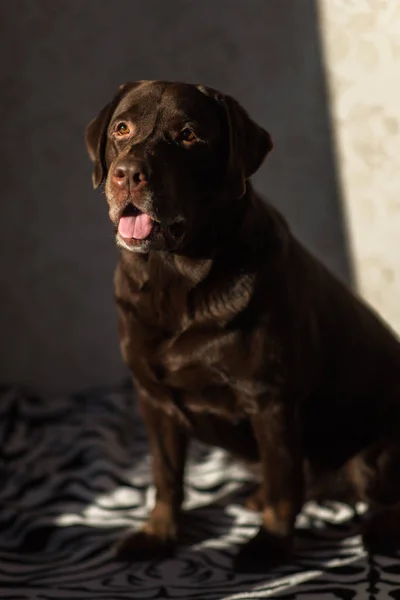 Portret psa siedzącego na łóżku psa — Zdjęcie stockowe