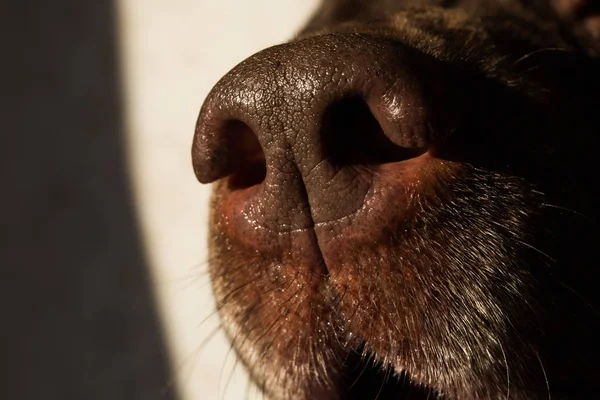 Köpek yatağında oturan bir köpeğin portresi