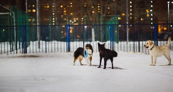 Three dogs playing at playground in night. They are looking to each other