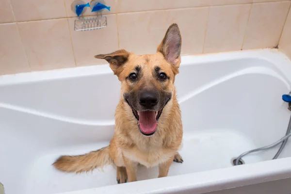 Banho do cão de raça mista engraçado. Um cão a tomar um banho de espuma. Cão de limpeza . — Fotografia de Stock