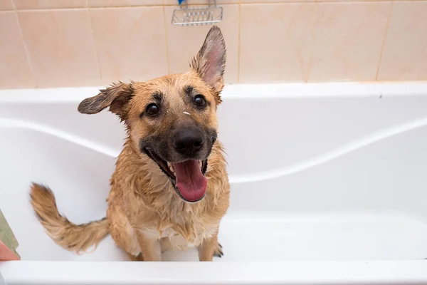재미 혼합 품종 강아지의 입욕. 거품 목욕을하는 개. 그루밍 개. — 스톡 사진