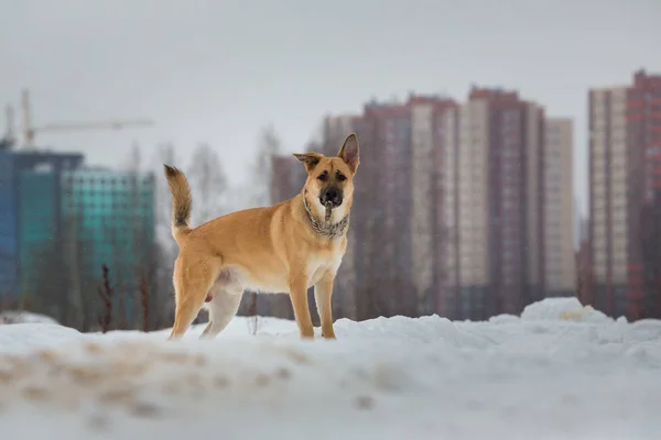 Lindo perro de raza mixta afuera. Mestizo en la nieve — Foto de Stock