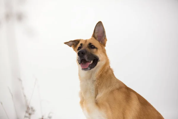 Schattig gemengd ras hond buiten. Mongrel in de sneeuw — Stockfoto