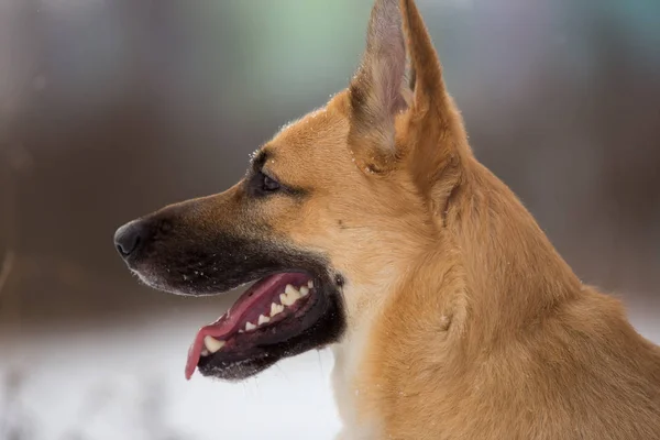 Söt blandad ras hund utanför. Mongrel i snön — Stockfoto