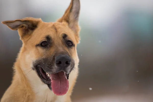 Söt blandad ras hund utanför. Mongrel i snön — Stockfoto