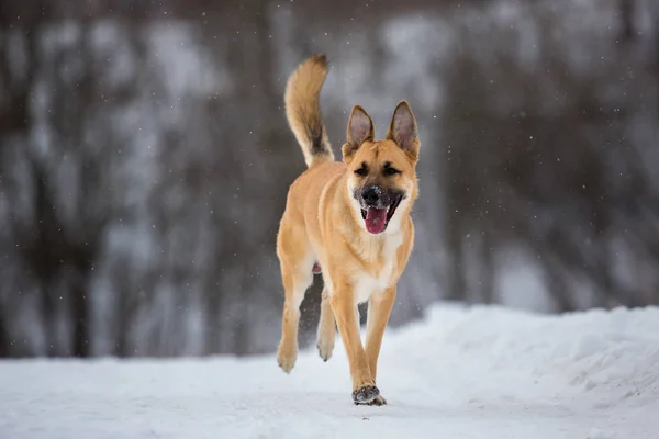 Sokakta yaşayan sokak köpeği. Karda Mongrel — Stok fotoğraf