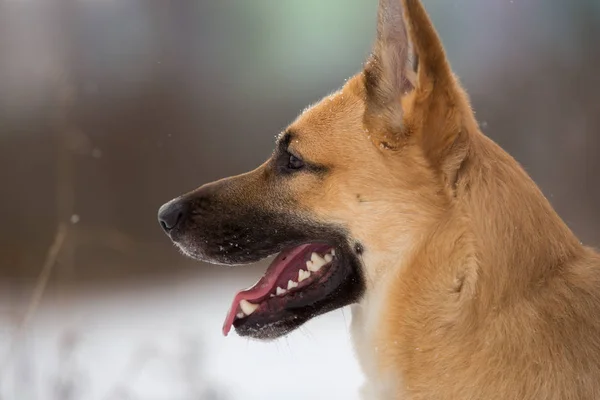 Söt blandad ras hund utanför. Mongrel i snön — Stockfoto