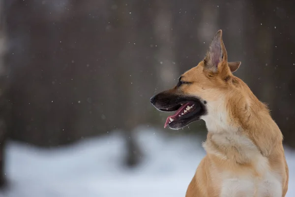 Je to pěkný smíšený pes venku. Mongrel ve sněhu — Stock fotografie