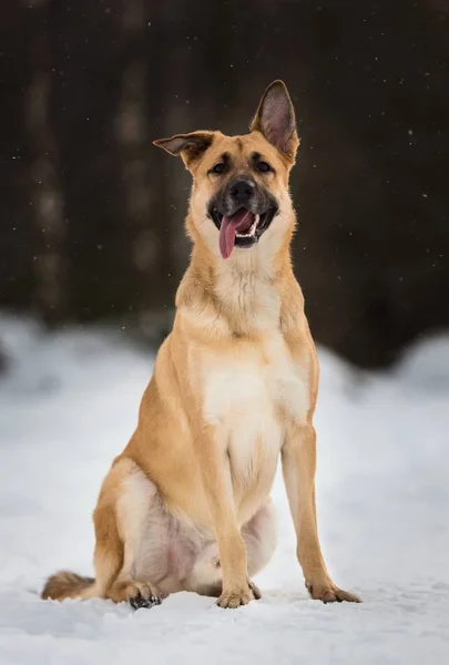 Cute mixed breed dog outside. Mongrel in the snow — Stock Photo, Image