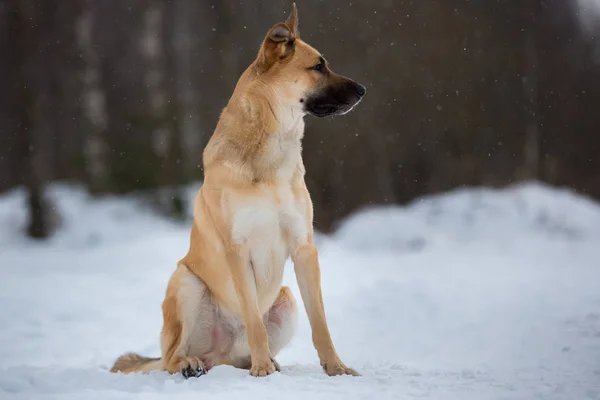 Cão misto bonito lá fora. Raquete na neve — Fotografia de Stock