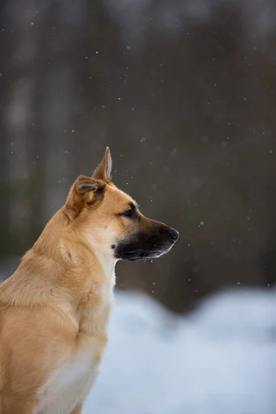 Netter Mischlingshund draußen. Mischling im Schnee — Stockfoto