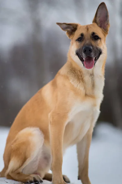 Mignon chien de race mixte à l'extérieur. Mongrel dans la neige — Photo