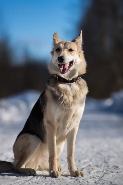 Симпатичні змішані породи собак зовні. Mongrel в снігу — стокове фото