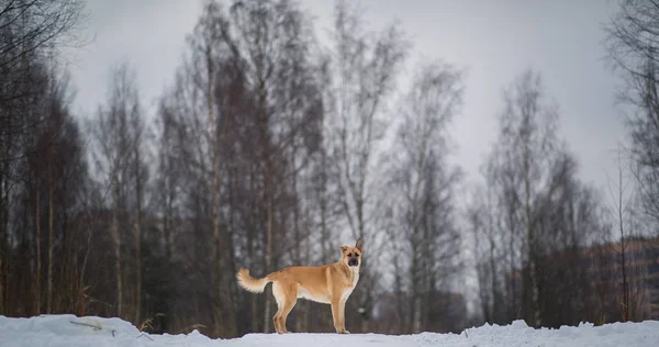 Je to pěkný smíšený pes venku. Mongrel ve sněhu — Stock fotografie