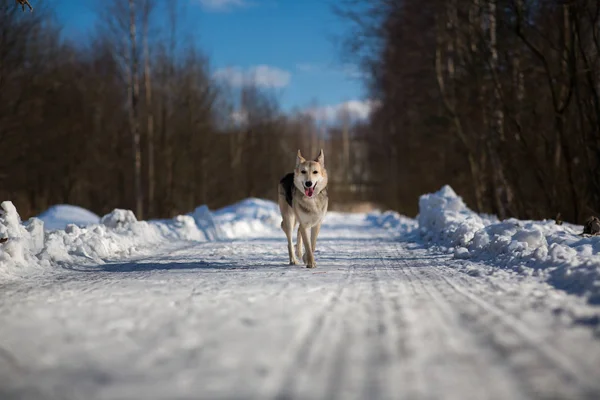 Herrelös hund som lever på gatan. Mongrel i snön — Stockfoto