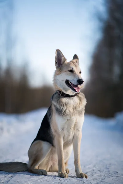 Carino cane di razza mista fuori. Mongrel nella neve — Foto Stock