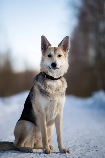 Cute mixed breed dog outside. Mongrel in the snow — Stock Photo, Image