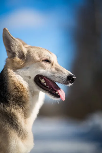 Cute mixed breed dog outside. Mongrel in the snow — Stock Photo, Image