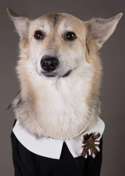 Middle size dog wearing school uniform dress, looking at the camera and sitting, — Stock Photo, Image