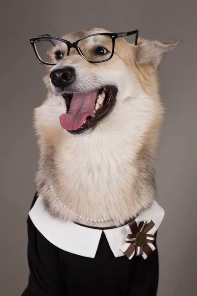 Mellomstor hund i skoleuniform, ser på kameraet og sitter , – stockfoto