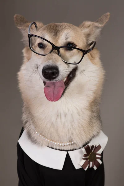 Mellomstor hund i skoleuniform, ser på kameraet og sitter , – stockfoto