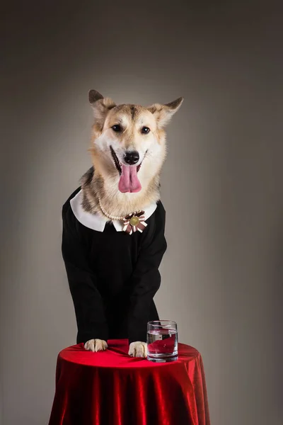Среднего размера собака в школьной форме платье, глядя на камеру . — стоковое фото