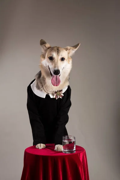 Среднего размера собака в школьной форме платье, глядя на камеру . — стоковое фото