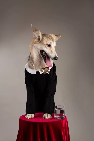 Middle size dog wearing school uniform dress, looking at the camera. — Stock Photo, Image