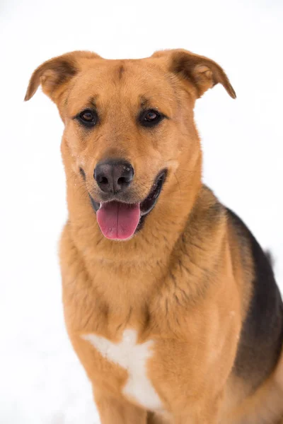 Mignon chien de race mixte à l'extérieur. Mongrel dans la neige — Photo