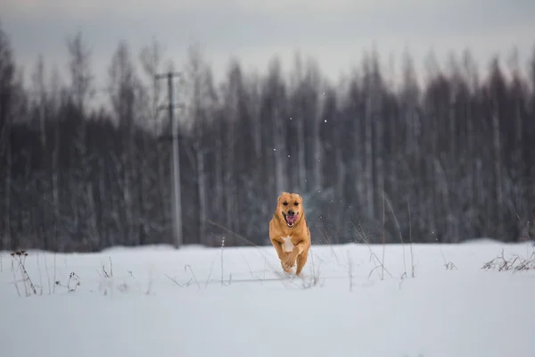 Straßenhund, der auf der Straße lebt. Mischling im Schnee — Stockfoto