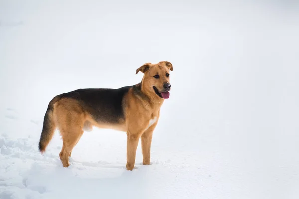 Schattig gemengd ras hond buiten. Mongrel in de sneeuw — Stockfoto