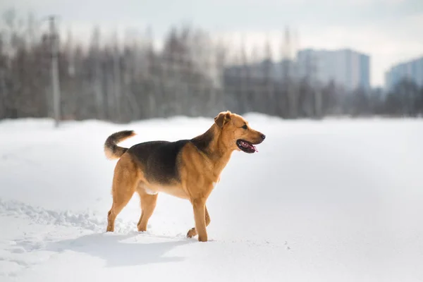 Χαριτωμένο ανάμεικτο σκυλί έξω. Ο μπάσταρδος στο χιόνι — Φωτογραφία Αρχείου