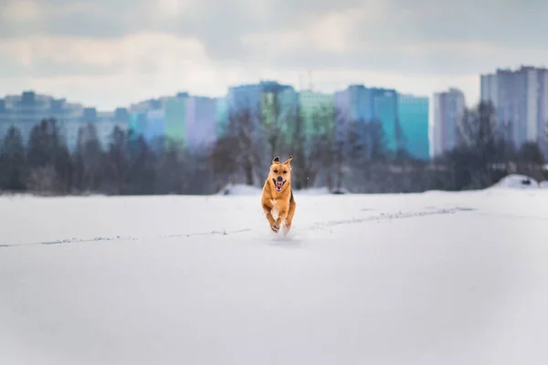 Αδέσποτο σκυλί που ζει στο δρόμο. Ο μπάσταρδος στο χιόνι — Φωτογραφία Αρχείου