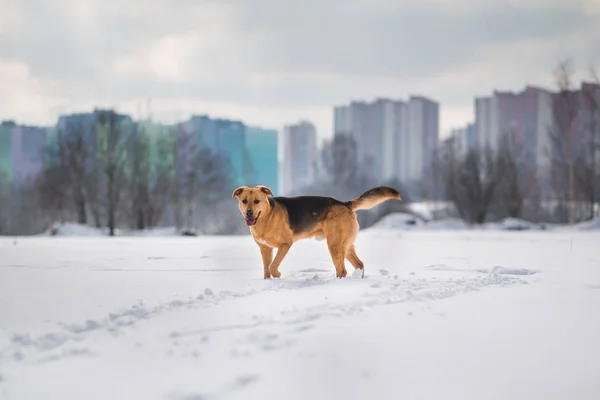 Mignon chien de race mixte à l'extérieur. Mongrel dans la neige — Photo