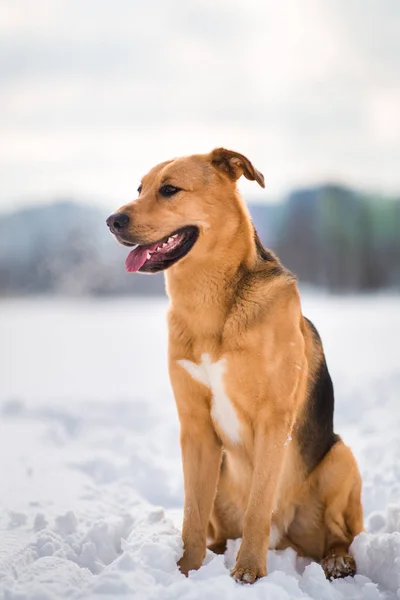 Söt blandad ras hund utanför. Mongrel i snön — Stockfoto