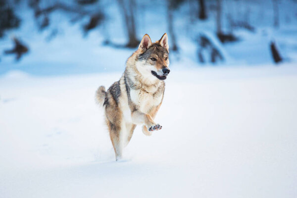 Grey Wolf - Canis lupus running at camera direction in a meadow on snow