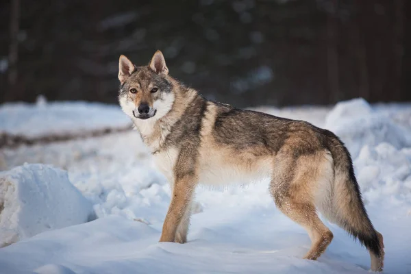 Lobo gris, Canis lupus de pie en un prado en la nieve —  Fotos de Stock