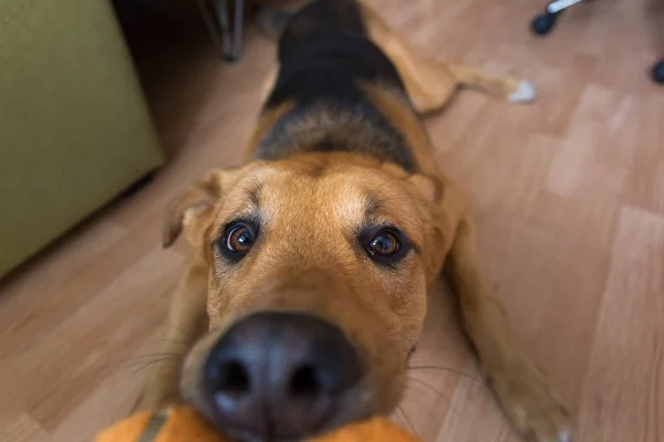 Um cão misto vermelho brincando com seu dono em uma manhã de folga em um quarto — Fotografia de Stock